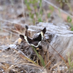 Eutrichopidia latinus at Stromlo, ACT - 14 Oct 2023 09:25 AM