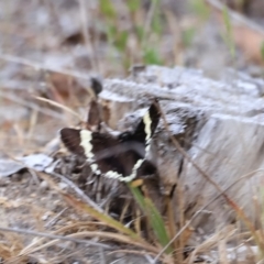 Eutrichopidia latinus at Stromlo, ACT - 14 Oct 2023