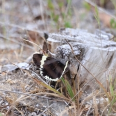 Eutrichopidia latinus at Stromlo, ACT - 14 Oct 2023 09:25 AM