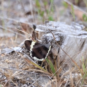 Eutrichopidia latinus at Stromlo, ACT - 14 Oct 2023 09:25 AM