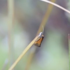 Philobota undescribed species near arabella (A concealer moth) at Stromlo, ACT - 13 Oct 2023 by JimL