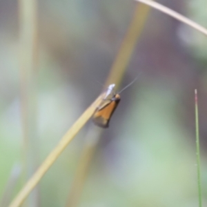 Philobota undescribed species near arabella at Stromlo, ACT - 14 Oct 2023