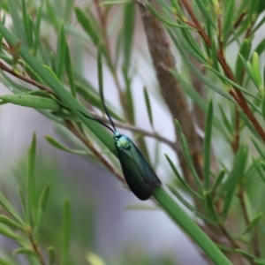 Pollanisus (genus) at Stromlo, ACT - 14 Oct 2023 08:58 AM