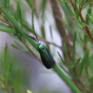 Pollanisus (genus) at Stromlo, ACT - 14 Oct 2023 08:58 AM