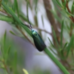 Pollanisus (genus) at Stromlo, ACT - 14 Oct 2023 08:58 AM