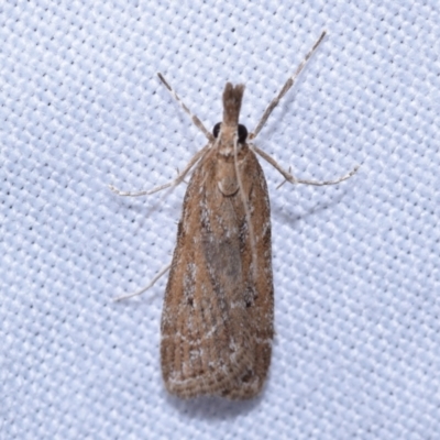 Eudonia cleodoralis (A Crambid moth) at Jerrabomberra, NSW - 13 Oct 2023 by DianneClarke