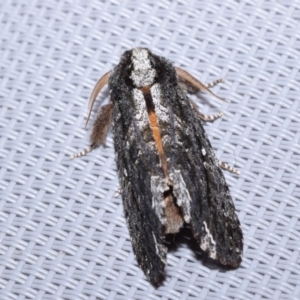 Neola semiaurata at Majura, ACT - 9 Oct 2023