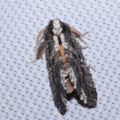 Neola semiaurata (Wattle Notodontid Moth) at Majura, ACT - 9 Oct 2023 by DianneClarke