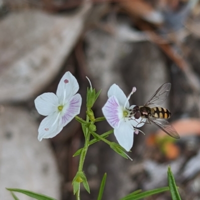 Syrphidae (family) (Unidentified Hover fly) at Page, ACT - 14 Oct 2023 by CattleDog