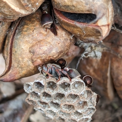 Ropalidia plebeiana (Small brown paper wasp) at Page, ACT - 14 Oct 2023 by CattleDog