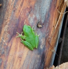 Litoria nudidigita (Narrow-fringed Tree-frog) at Surf Beach, NSW - 29 Apr 2023 by LyndalT