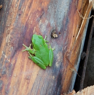 Litoria nudidigita (Narrow-fringed Tree-frog) at Surf Beach, NSW - 29 Apr 2023 by LyndalT