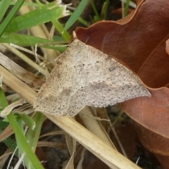 Taxeotis stereospila (Oval-spot Taxeotis (Oenochrominae)) at Charleys Forest, NSW - 14 Oct 2023 by arjay