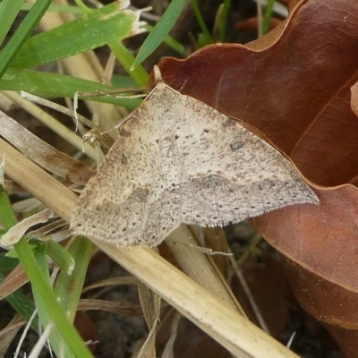 Taxeotis stereospila (Oval-spot Taxeotis (Oenochrominae)) at Charleys Forest, NSW - 14 Oct 2023 by arjay