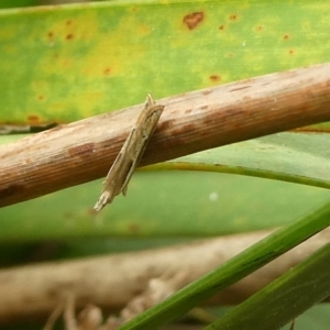 Eutorna tricasis at Charleys Forest, NSW - suppressed