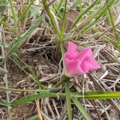 Convolvulus angustissimus subsp. angustissimus (Australian Bindweed) at Tuggeranong, ACT - 14 Oct 2023 by HelenCross