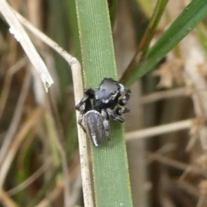 Maratus scutulatus at QPRC LGA - 14 Oct 2023