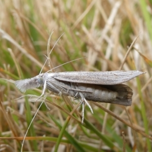 Culladia cuneiferellus at Charleys Forest, NSW - suppressed