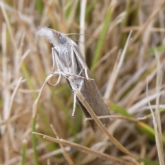 Culladia cuneiferellus at Charleys Forest, NSW - suppressed