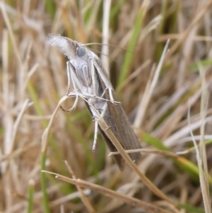 Culladia cuneiferellus at Charleys Forest, NSW - suppressed