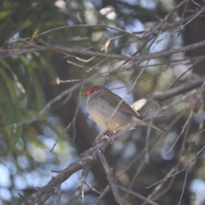 Neochmia temporalis (Red-browed Finch) at Jerrabomberra Wetlands - 8 Oct 2023 by patrick25