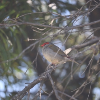 Neochmia temporalis (Red-browed Finch) at Fyshwick, ACT - 8 Oct 2023 by patrick25