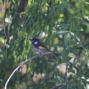 Phylidonyris novaehollandiae at Fyshwick, ACT - 7 Oct 2023