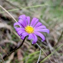 Calotis scabiosifolia var. integrifolia (Rough Burr-daisy) at Tuggeranong, ACT - 14 Oct 2023 by HelenCross