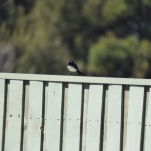 Rhipidura leucophrys at Fyshwick, ACT - 7 Oct 2023 02:06 PM