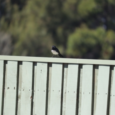 Rhipidura leucophrys (Willie Wagtail) at Jerrabomberra Wetlands - 7 Oct 2023 by patrick25