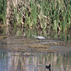 Egretta novaehollandiae (White-faced Heron) at Fyshwick, ACT - 7 Oct 2023 by patrick25