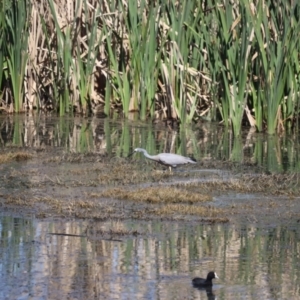 Egretta novaehollandiae at Fyshwick, ACT - 7 Oct 2023 02:07 PM