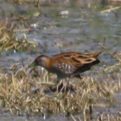 Zapornia pusilla (Baillon's Crake) at Fyshwick, ACT - 7 Oct 2023 by patrick25