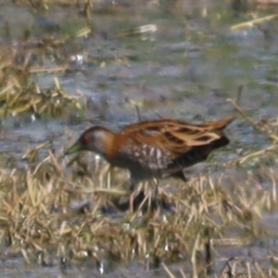 Zapornia pusilla (Baillon's Crake) at Fyshwick, ACT - 7 Oct 2023 by patrick25