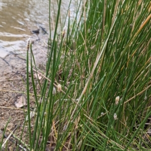 Eleocharis acuta at Tuggeranong, ACT - 14 Oct 2023