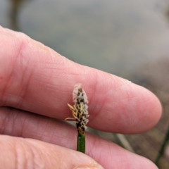 Eleocharis acuta at Tuggeranong, ACT - 14 Oct 2023