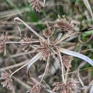 Cyperus eragrostis at Tuggeranong, ACT - 14 Oct 2023 09:36 AM