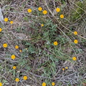 Leptorhynchos squamatus subsp. squamatus at Tuggeranong, ACT - 14 Oct 2023