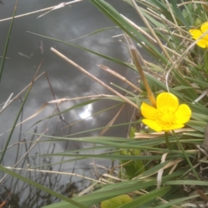 Ranunculus repens at Cooma, NSW - 13 Oct 2023 01:36 PM