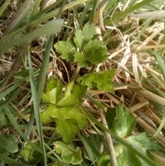 Ranunculus repens at Cooma, NSW - 13 Oct 2023 01:36 PM