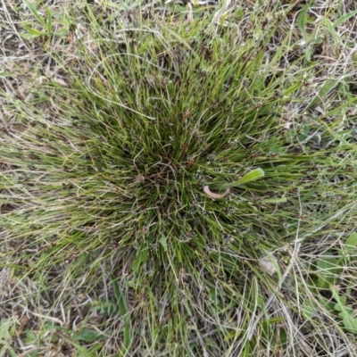 Schoenus apogon (Common Bog Sedge) at Tuggeranong, ACT - 13 Oct 2023 by HelenCross