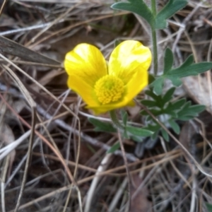 Ranunculus lappaceus at Cooma, NSW - 13 Oct 2023