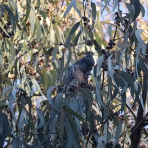 Callocephalon fimbriatum at Hughes, ACT - suppressed