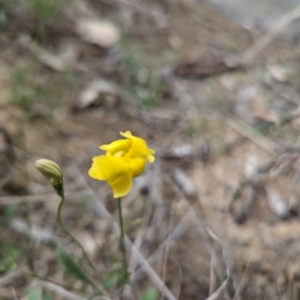 Goodenia pinnatifida at Tuggeranong, ACT - 14 Oct 2023