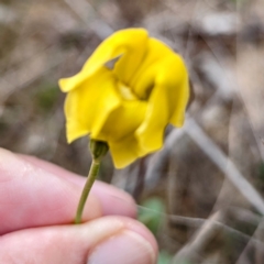 Goodenia pinnatifida at Tuggeranong, ACT - 14 Oct 2023