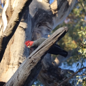 Callocephalon fimbriatum at Hughes, ACT - 1 Sep 2023