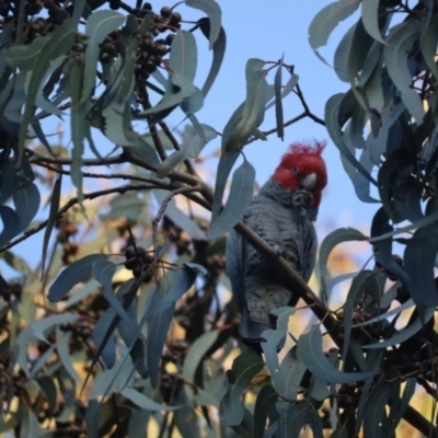 Callocephalon fimbriatum (Gang-gang Cockatoo) at Hughes, ACT - 30 Sep 2023 by patrick25