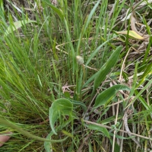 Plantago lanceolata at Tuggeranong, ACT - 14 Oct 2023