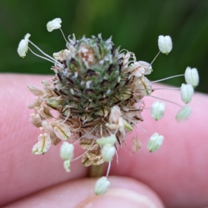 Plantago lanceolata at Tuggeranong, ACT - 14 Oct 2023