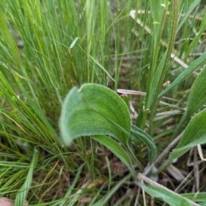 Plantago lanceolata at Tuggeranong, ACT - 14 Oct 2023